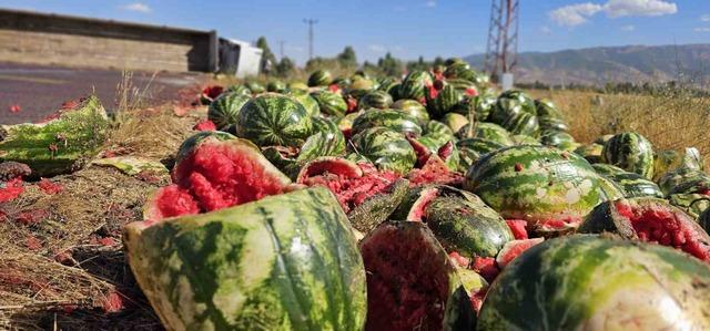 Muş’ta karpuz yüklü tır devrildi: Karpuzlar yola döküldü 8
