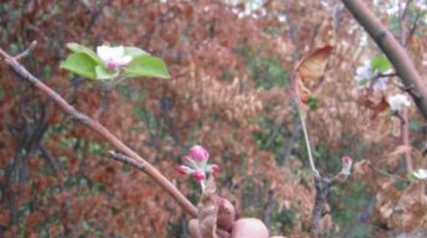 Kağızman elması Eyl&uuml;l'de &ccedil;i&ccedil;ek a&ccedil;tı