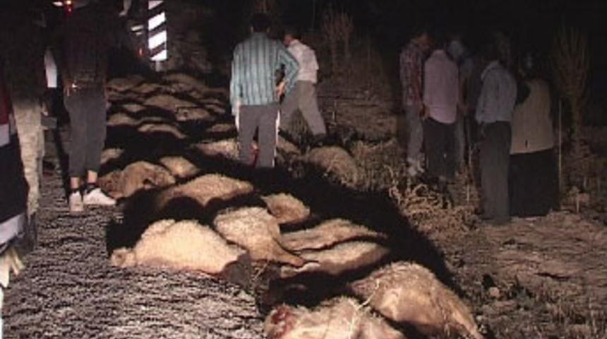 Minib&uuml;s, koyun s&uuml;r&uuml;s&uuml;ne daldı