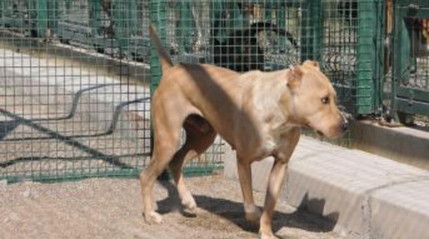 İzmir'de belediye, başıboş 59 pitbull cinsi k&ouml;peği topladı .