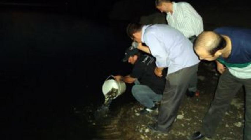 33.000 sazan yavrusu Uşak g&ouml;llerinde