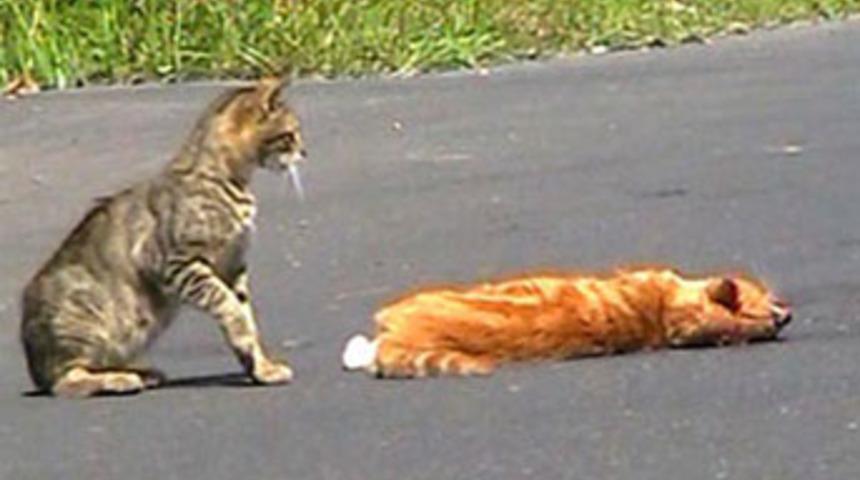 Kediden insanlık dersi