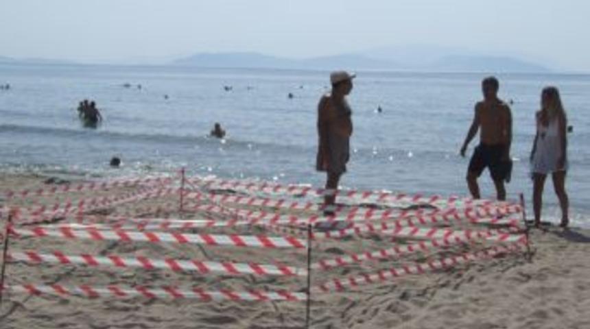 Kuşadası sahilindeki caretta caretta yumurtalarından yavru &ccedil;ıkmadı