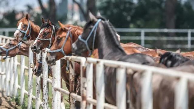 TİGEM 17 safkan Arap koşu tayı satacak