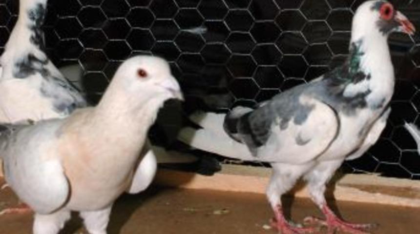 G&uuml;vercinlerini a&ccedil;ık artırma ile satıyorlar