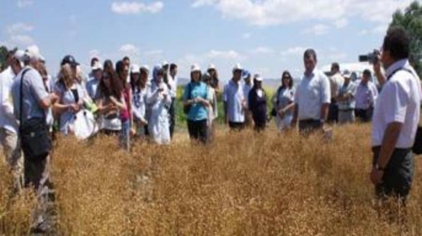 Yağlı tohum a&ccedil;ığını yerli kolza kapatacak