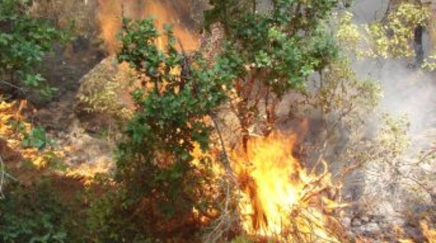 Kozan'da 20 hektar ormanlık alan yandı