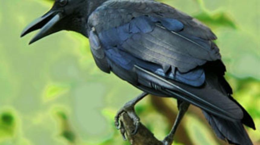 Karga, kenti 1,5 saat elektriksiz bıraktı