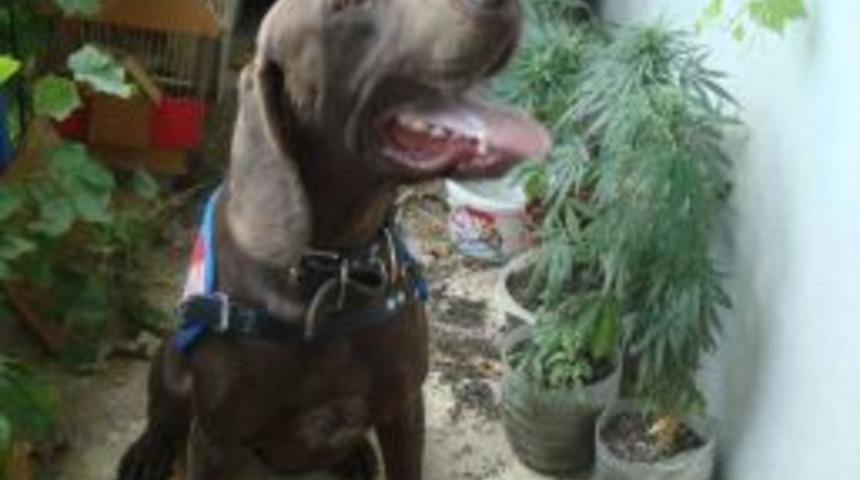 Balıkesir'de uyuşturucu operasyonu