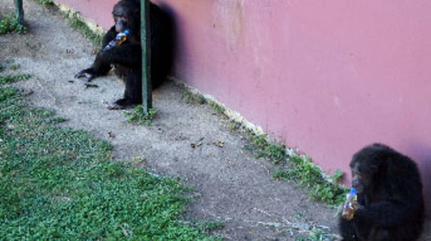 Şempanzelerin &ccedil;ay keyfi