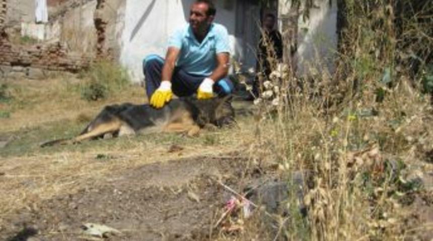 Erzurum'da kuduz k&ouml;pek paniği