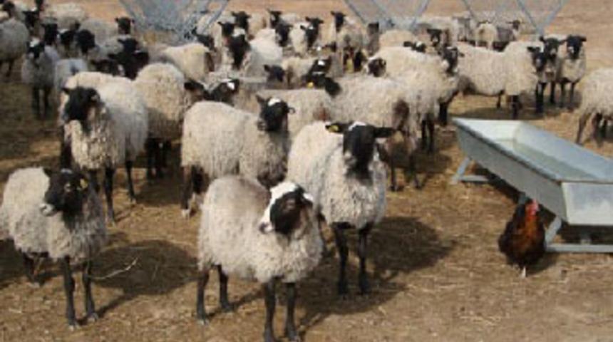 Rus koyunlara &uuml;st d&uuml;zey koruma