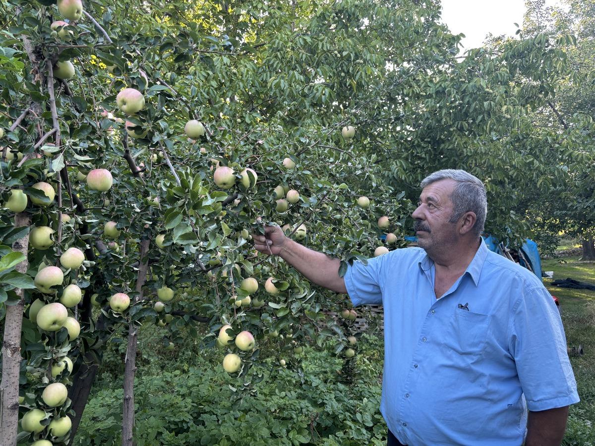 Dünyada sadece Sivas ta yetişiyor! Toplandıktan sonra 6 ay bozulmadan kalıyor 1