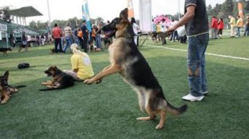 Sokak hayvanları i&ccedil;in yarıştılar