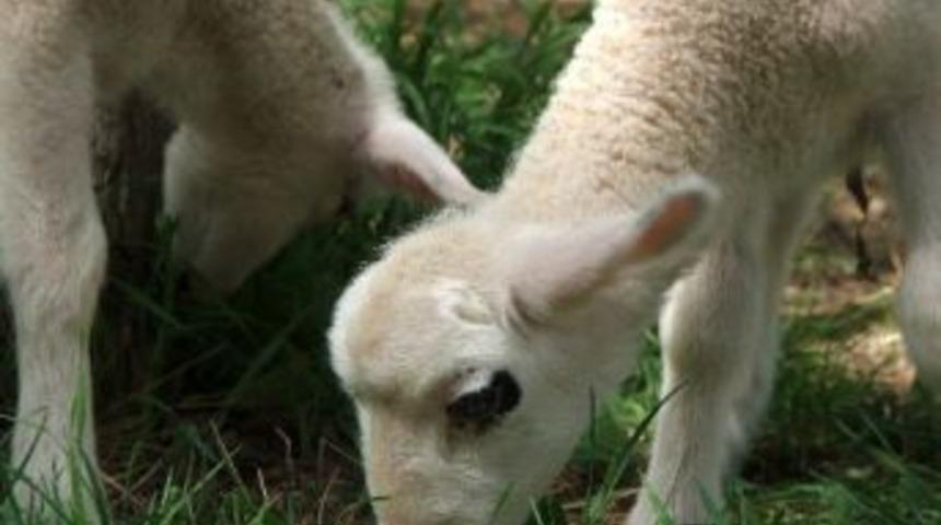 Projeli damızlık koyun ke&ccedil;i desteklemesi