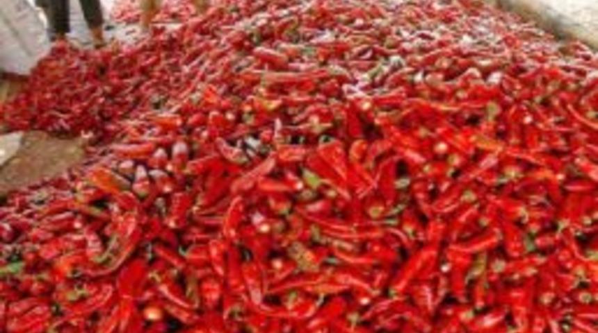 Sal&ccedil;alık biber hasadı başladı