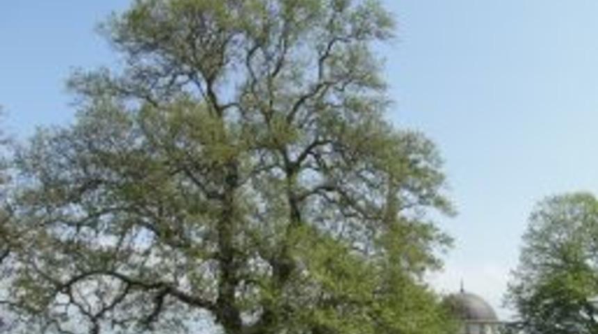 Kastamonu Orman Fak&uuml;ltesi Beyazıt &Ccedil;ınarını inceledi