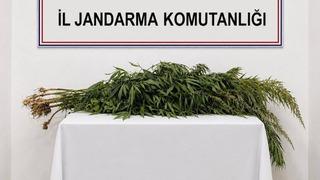 İkametlerde yapılan aramalarda 30 kök uyuşturucu ele geçirildi
