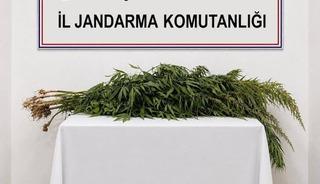 İkametlerde yapılan aramalarda 30 k&ouml;k uyuşturucu ele ge&ccedil;irildi