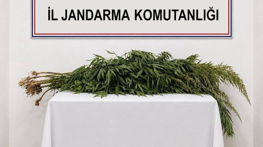 İkametlerde yapılan aramalarda 30 k&ouml;k uyuşturucu ele ge&ccedil;irildi