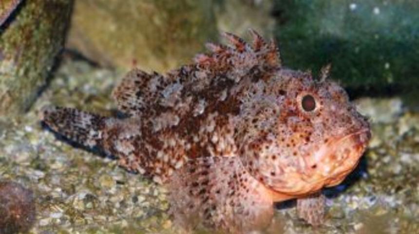 Tatiliniz zehir olmasın, su altındaki dostlarınızı tanıyın