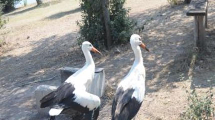 Yaralı halde bulunan 3 leylek koruma altına alındı