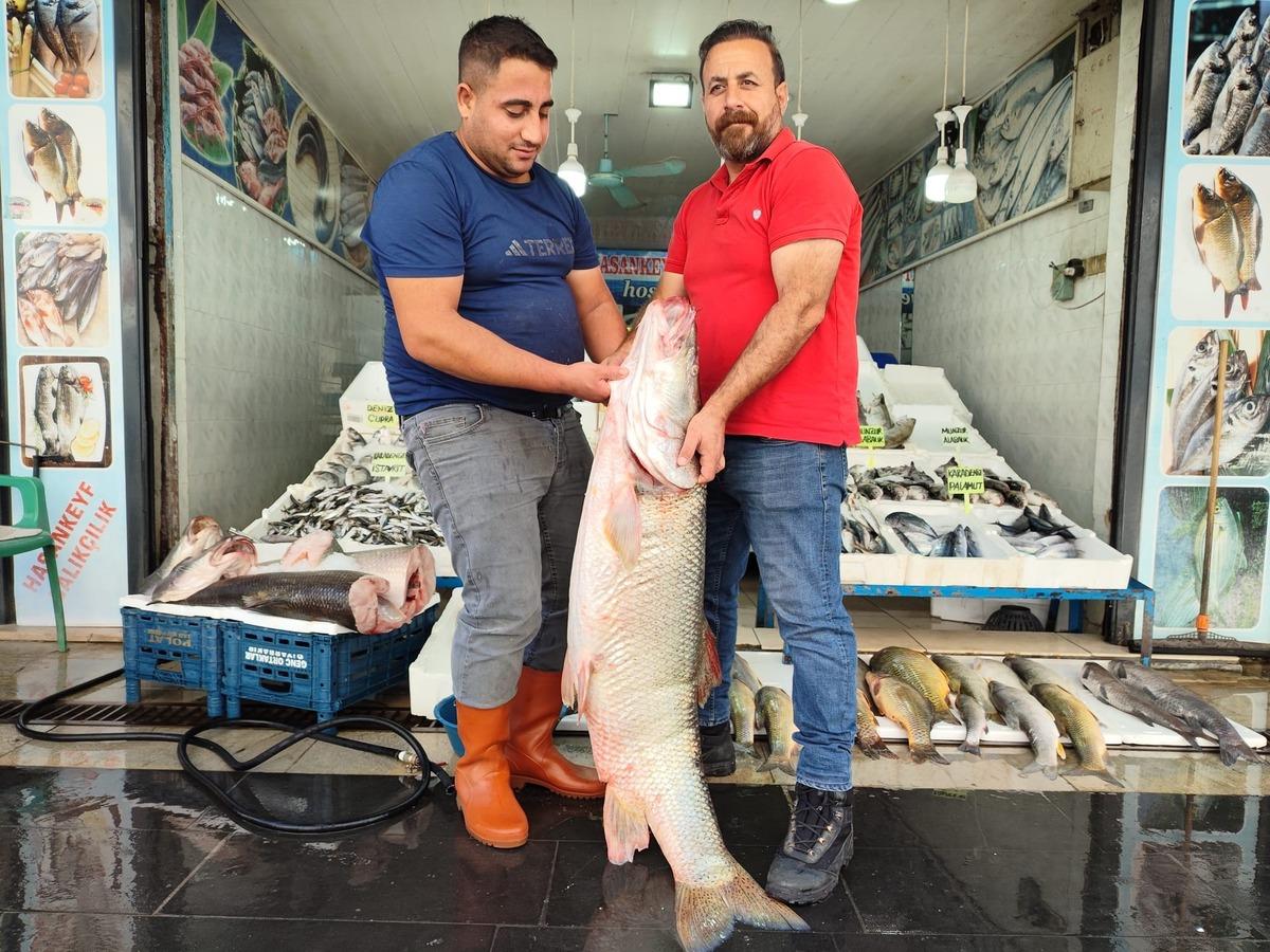G&ouml;ren d&ouml;n&uuml;p bir daha baktı! 69 kiloluk dev balığın kilosu 400 TL 1