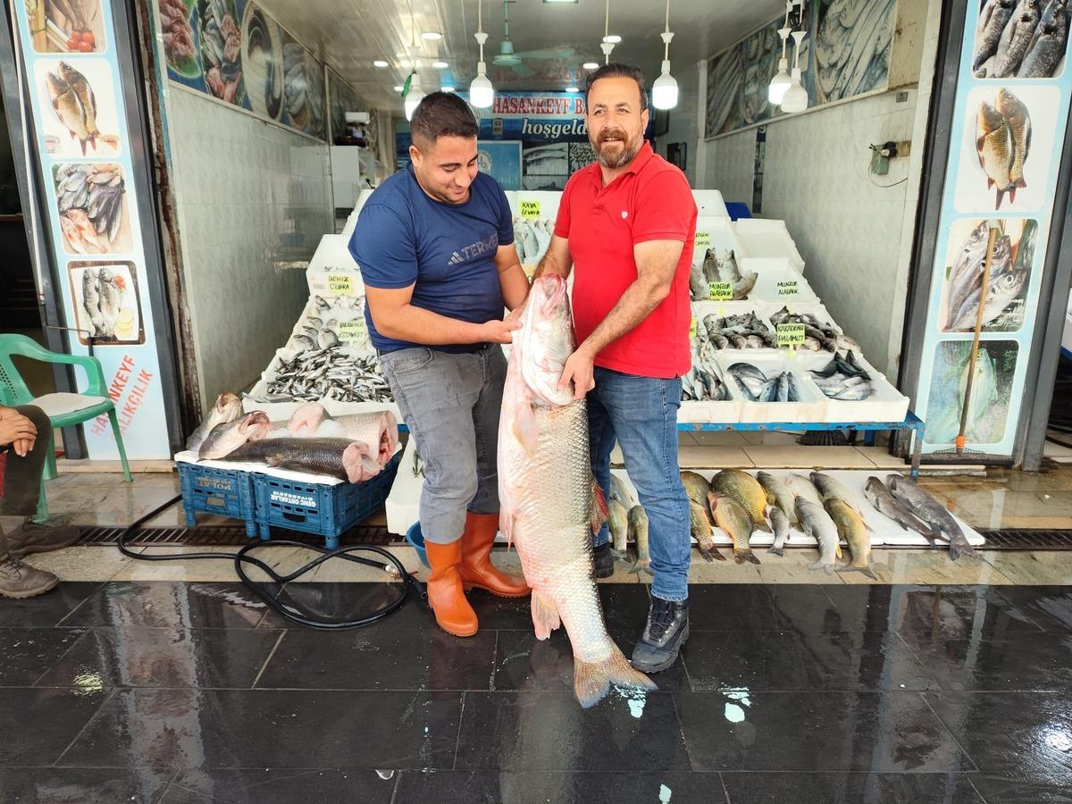 G&ouml;ren d&ouml;n&uuml;p bir daha baktı! 69 kiloluk dev balığın kilosu 400 TL 2