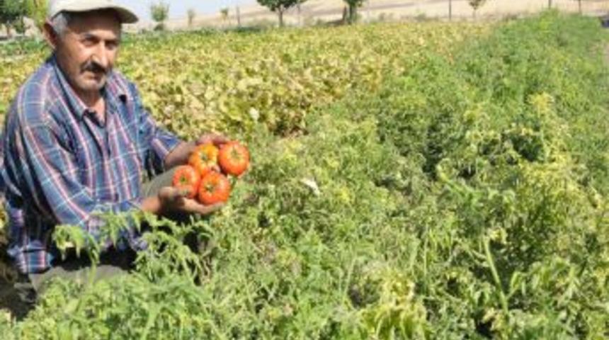 Polatlı&rsquo;da pembe domates &uuml;retimi yaygınlaşıyor