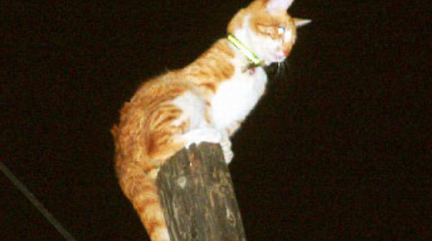 Köpek korkusu direkte mahsur bıraktı