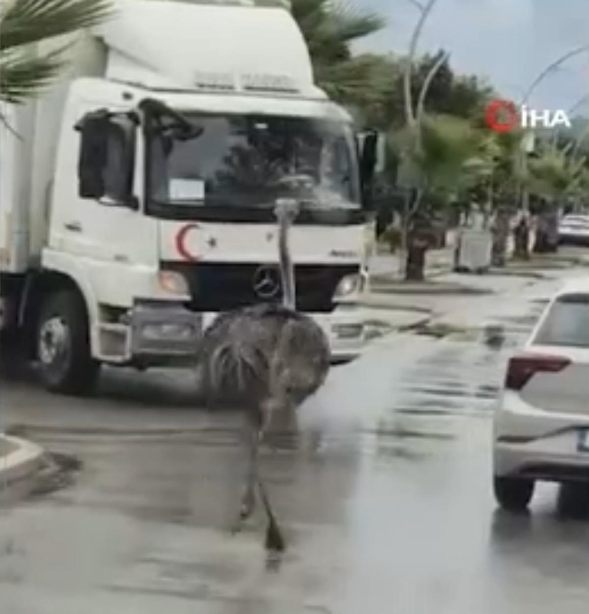 G&ouml;ren d&ouml;n&uuml;p bir daha baktı: Deve kuşu trafiği birbirine kattı 1