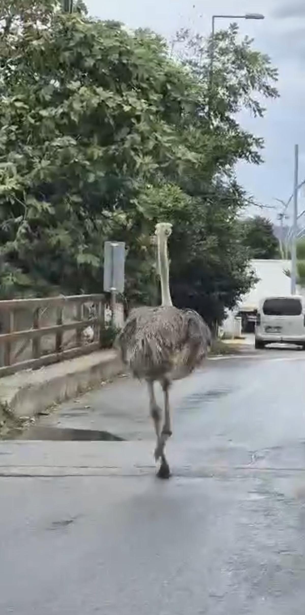 G&ouml;ren d&ouml;n&uuml;p bir daha baktı: Deve kuşu trafiği birbirine kattı 2