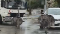 G�ren d�n�p bir daha bakt�: Deve ku�u trafi�i birbirine katt�