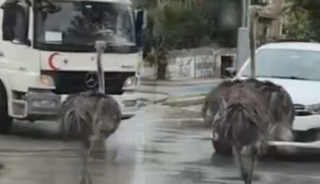 G&ouml;ren d&ouml;n&uuml;p bir daha baktı: Deve kuşu trafiği birbirine kattı
