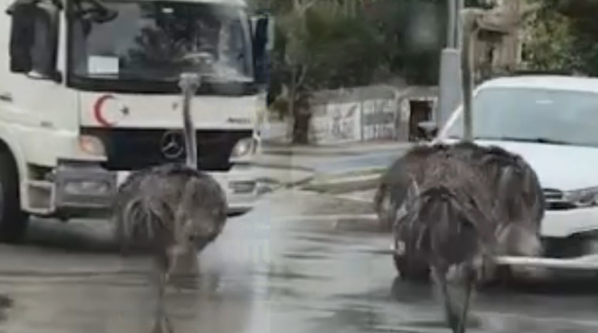 G&ouml;ren d&ouml;n&uuml;p bir daha baktı: Deve kuşu trafiği birbirine kattı