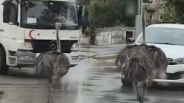 Gören dönüp bir daha baktı: Deve kuşu trafiği birbirine kattı