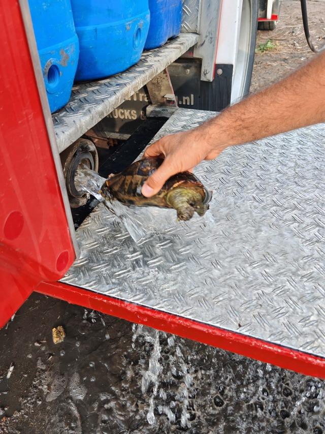 Yalova da arazide çıkan yangında mahsur kalan kaplumbağaları itfaiye kurtardı 2