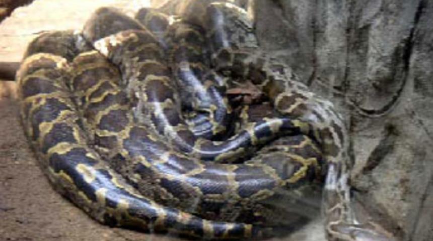 Pitonu yakalayana 5 bin lira &ouml;d&uuml;l