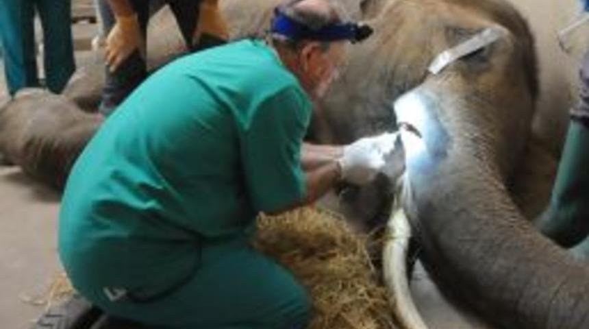 T&uuml;rkiye'de ilk defa bir filin dişi ameliyat edildi