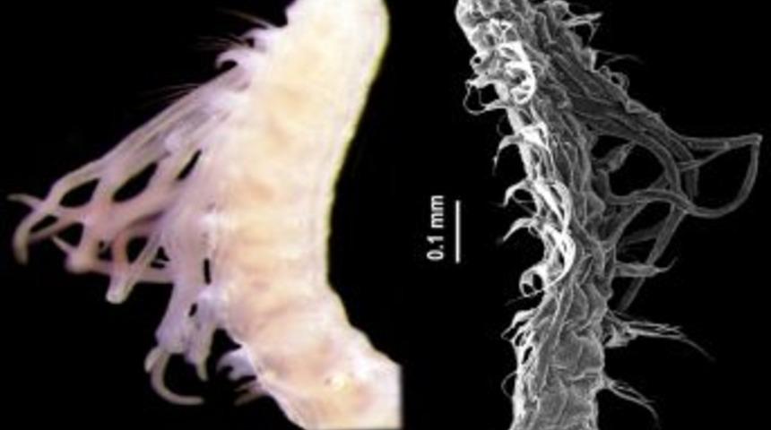 E&Uuml; Su &Uuml;r&uuml;nleri Fak&uuml;ltesi 9 yeni canlı t&uuml;r&uuml; keşfetti