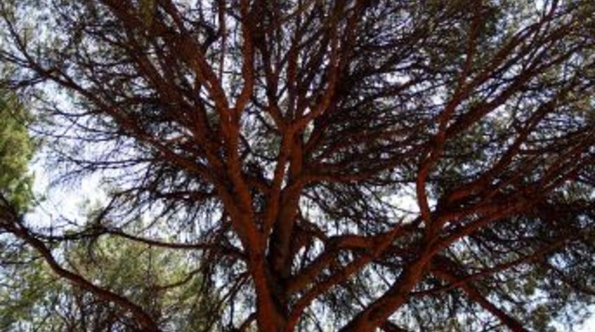 Kozak Yaylası'nda kurumaya başlayan &ccedil;am fıstıklarında &uuml;mit ışığı