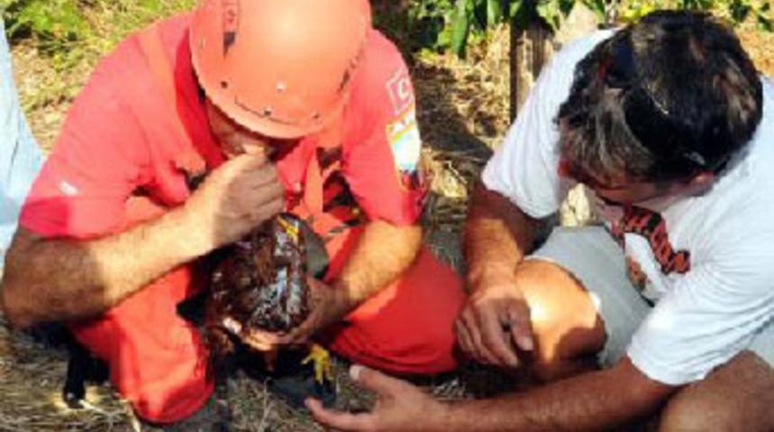 Tavuğa hayat &ouml;p&uuml;c&uuml;ğ&uuml; de yetmedi