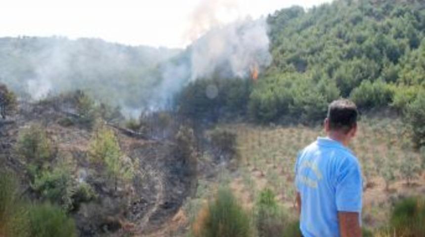 İskenderun'daki orman yangını korkuttu