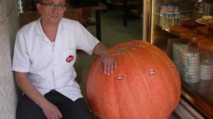 100 kiloluk bal kabağı ilgi odağı oldu