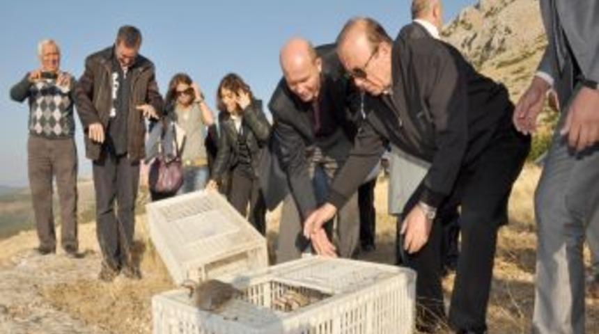 Kınalı keklikler doğaya salındı, avcılar uyarıldı