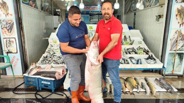 1,5 metre uzunluğunda 69 kiloluk dev balık satışta: En lezzetli balık
