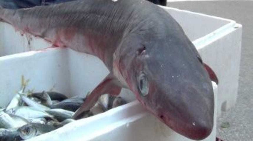 Balık&ccedil;ıların ağına takılan k&ouml;pek balığı, tezgaha indi