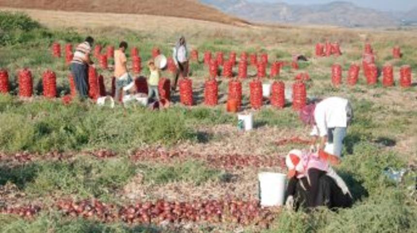 &Uuml;reticiler soğanın ihra&ccedil; edilmesini istiyor