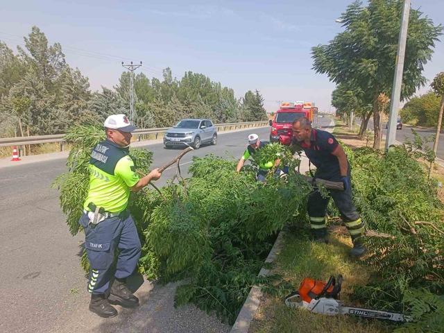 Kuvvetli rüzgar ağacı devirdi 1