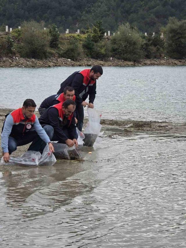 Havza’da göletlere 110 bin yavru sazan bırakıldı 1